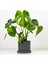 Deve Tabanı Bitkisi- Monstera Deliciosa Ruby Antrasit Saksılı 30-40 cm 1