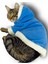 Blue Furry Kapşonlu Sweatshirt Ceket Kedi Süeteri Kıyafeti 5