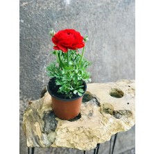 Fidanova Fidano Saksıda Şakayık Çiçeği