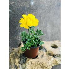 Fidanova Fidano Saksıda Şakayık Çiçeği