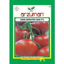 Yalova Fidan Market Işık F1 Domates Tohumu