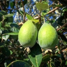 Fidan Saksıda Feijoa (Kaymak Ağacı) Fidanı 3 Yaş - 90-110 cm Boy