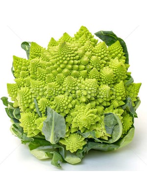 Serdar Çam Tohumculuk Nadir Piramit Brokoli Tohumu 10 Tohum