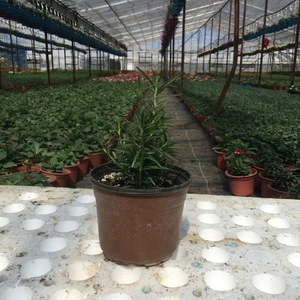 Fide Sepeti Saksıda Biberiye 1'li