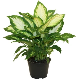 Karadeniz Fidancılık Difenbahya Camilla 25-50 cm
