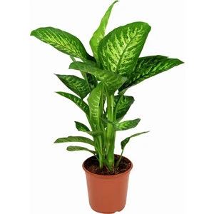 Karadeniz Fidancılık Difenbahya Tropik Salon Bitkisi 60 - 90 cm