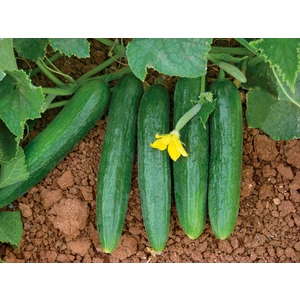 Ege Tarım Hıyar ,salatalık Tohumu