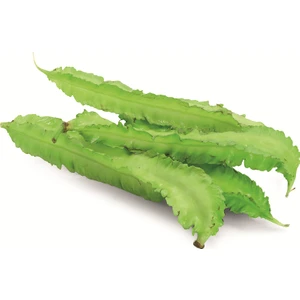 Serdar Çam Tohumculuk Nadir Kanatlı Fasulye Tohumu 3 Tohum