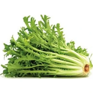 Serdar Çam Tohumculuk Nadir Hindiba Tohumu 100 Tohum Hindibağ