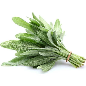 Serdar Çam Tohumculuk Nadir Ada Çayı Tohumu 10 Adet Tohum Adaçayı Ot Çayı Dağ Çayı Dağçayı