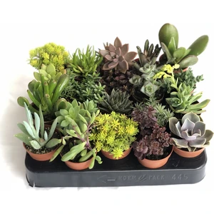 Fidan Pazarı Sukulent Mix 20'li