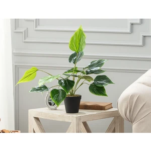 Madame Coco Verdure Saksılı Çiçek - Yeşil