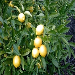 Fidan Ofisim Yediveren Limon Fidanı Tüplü +150 cm