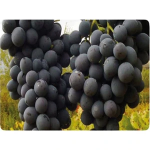 Fidan Ofisim Erzincan Üzüm Fidanı +50 cm Tüplü