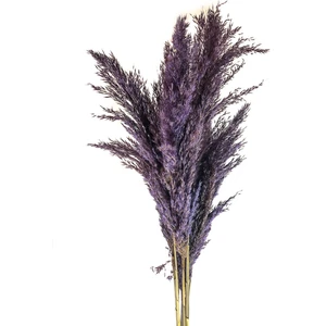 Kuru Çiçek Pampas Otu 10'lu Demet Mürdüm 100 cm