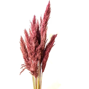 Kuru Çiçek Pampas Otu 10'lu Demet Burgonya 100 cm