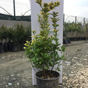 Saksılı Altuni Taflan Fidanı 2 Yaş Boy 50-70