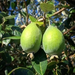 Saksıda Feijoa (Kaymak Ağacı) Fidanı 3 Yaş - 90-110 cm Boy