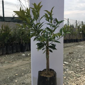 Tüplü Bodur Kamkat Fidanı 2 Yaş 40-60 cm Boy
