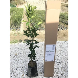 Tüplü Aşılı Red Blood Orange Portakal Fidanı 2 Yaş  90-110 cm Boy