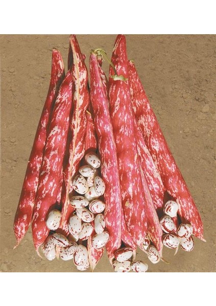 Barbunya Tohumu (Körfez) 2Kg 1 Paket