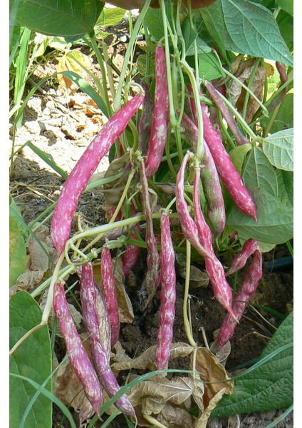 Barbunya Tohumu (Körfez) 2Kg 1 Paket fiyatları