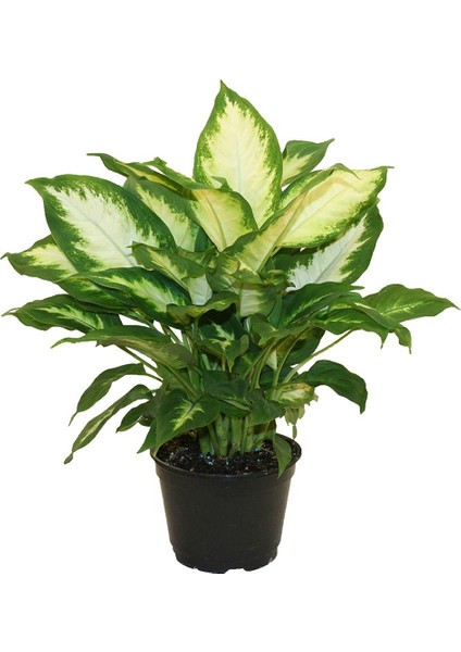 Difenbahya Camilla 25-50 cm