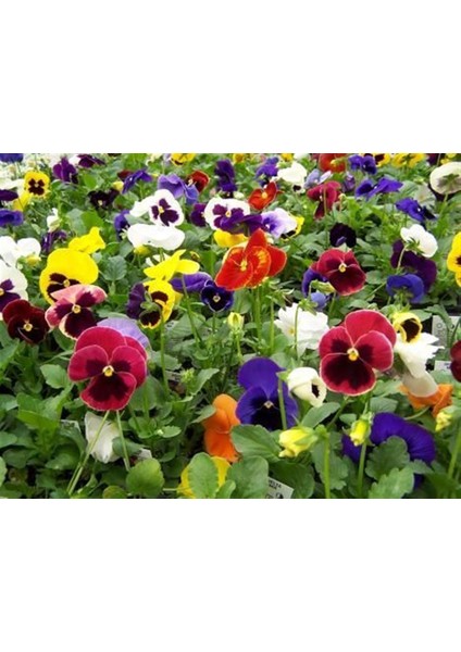 Çiçek Tohumu Menekşe (Karışık Çeşit-Renk) 1 Paket