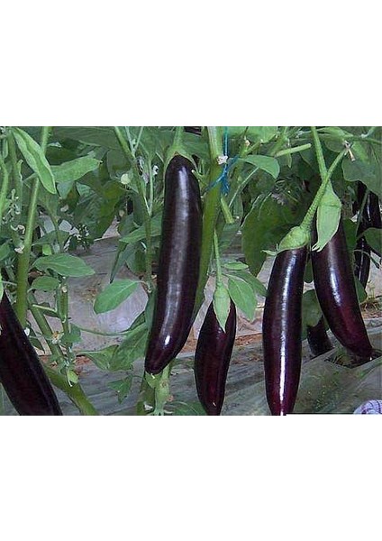 Nadir Diyarbakır Kemer Patlıcan Tohumu Süper Paket 200 Tohum fiyatları