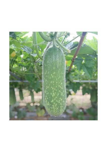 Nadir Tüylü Salatalık Tohumu 5 Tohum fiyatları