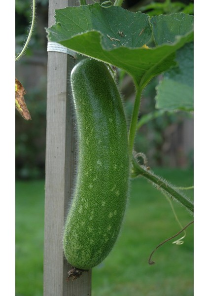 Nadir Tüylü Salatalık Tohumu 5 Tohum modelleri