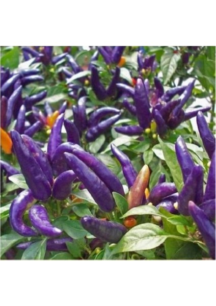 Mor Acı Süs Biberi Tohumu Eko Paket 50 Tohum fiyatları
