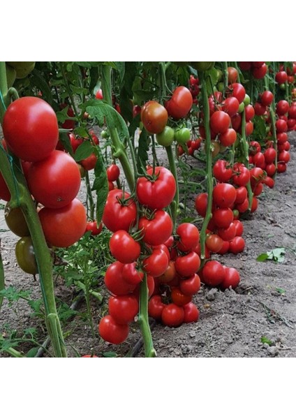 Sırık Domates Tohumu Süper Paket 100 Tohum