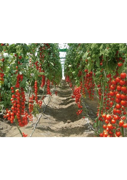 Sırık Domates Tohumu Süper Paket 100 Tohum