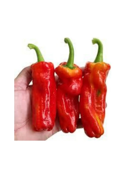 Acı Urfa Isot Biberi Tohumu Biber Tohumu 10 Tohum fiyatları