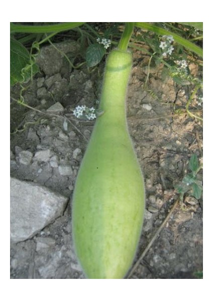 Nadir Haylan Kabağı Tohumu Kabak Tohumu 3 Tohum