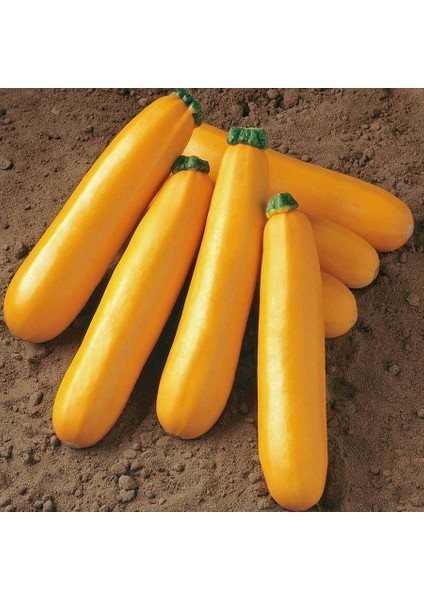 Nadir Sarı Kabak Tohumu Süper Paket 40 Tohum fiyatları