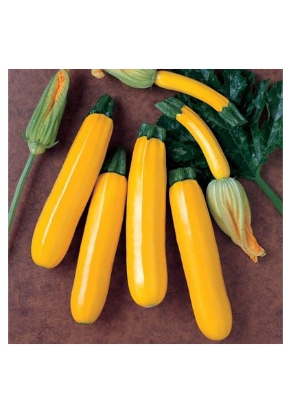 Nadir Sarı Kabak Tohumu Süper Paket 40 Tohum modelleri
