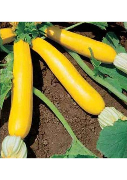 Nadir Sarı Kabak Tohumu Süper Paket 40 Tohum fırsatları