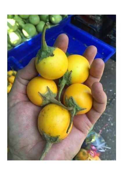 Nadir Sarı Patlıcan Tohumu Süper Paket 100 Tohum fiyatları