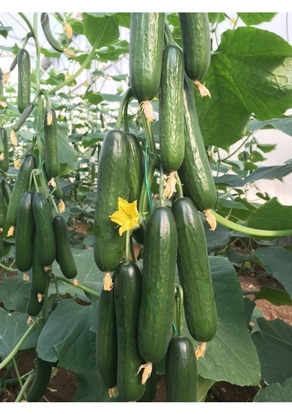 Nadir Erkenci Sırık Salatalık Tohumu Süper Paket 100 Tohum fiyatları