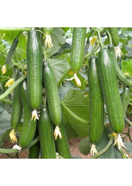 Nadir Erkenci Sırık Salatalık Tohumu Süper Paket 100 Tohum modelleri