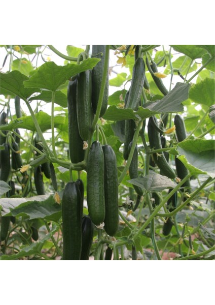 Nadir Erkenci Sırık Salatalık Tohumu Süper Paket 100 Tohum fırsatları