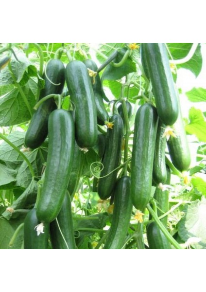 Nadir Erkenci Sırık Salatalık Tohumu Süper Paket 100 Tohum indirimleri