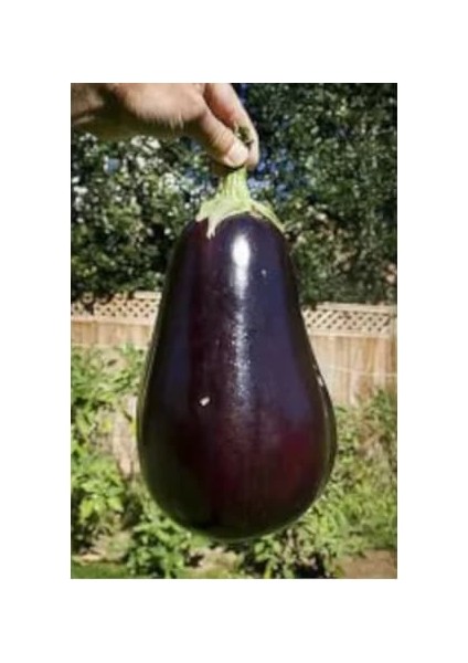 Dev Iri Patlıcan Tohumu Süper Paket 400 Tohum fiyatları