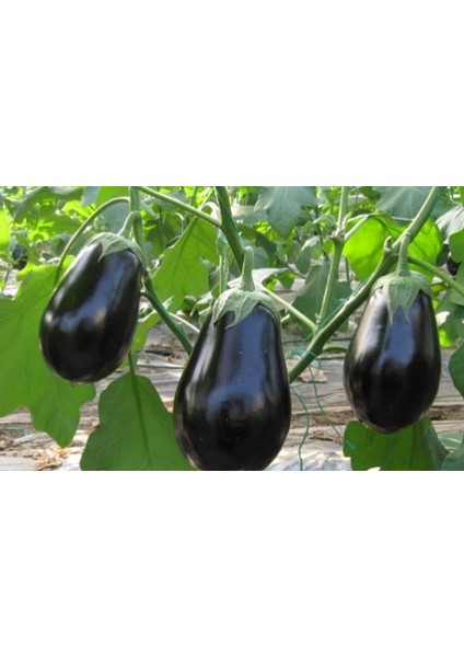 Dev Iri Patlıcan Tohumu Süper Paket 400 Tohum modelleri