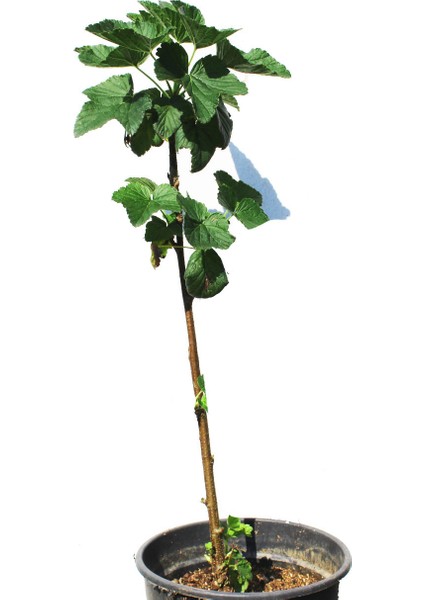 Siyah Bursa Incir Fidanı +120 cm Tüplü fiyatları