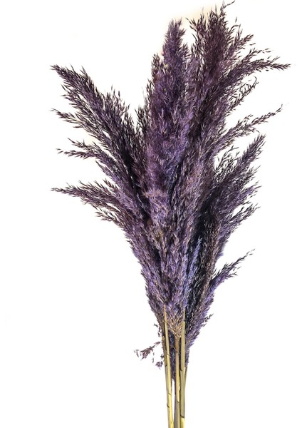 Kuru Çiçek Pampas Otu 10'lu Demet Mürdüm 100 cm