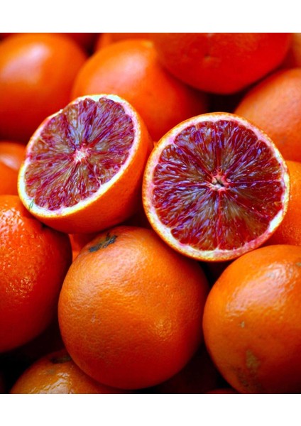 Tüplü Aşılı Red Blood Orange Portakal Fidanı 2 Yaş  90-110 cm Boy