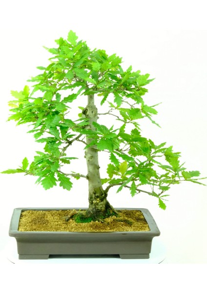 Bodur Meşe Bonsai Ağacı Tohumu 3'lü